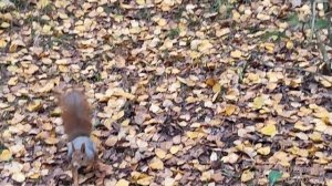 День путанья следов в осеннем парке.