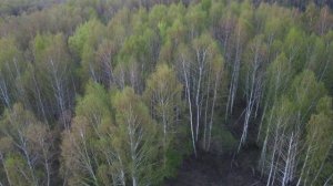 Тульская область. Чернский район.  Окрестности села Липицы-Зыбино. Лес Желтоуси