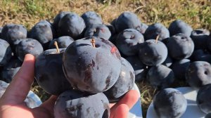 Саженцы сливы диплоидной Блэк Амбер | Ростов-на-Дону | Small Gardens