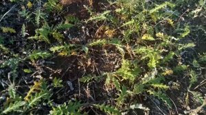 Мордовник вытесняет другие растения(2)