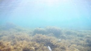 Анапа. Пляж Большой Утриш. Подвоный мир