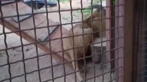 RCMJ2095 Видео от опекуна Светланы