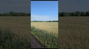 Искусство натурального: Видео полного цикла выращивания органической пшеницы в КФХ Вячеслав Василюк