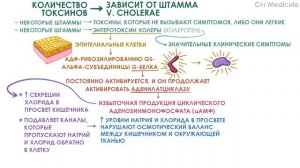 Холера - этиология, механизм, симптомы, холерный вибрион