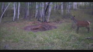 БАРСУК ИЗЮБР КОСУЛЯ ДИКИЙ МИР