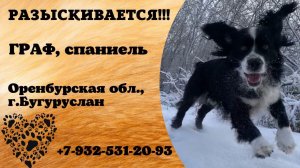 Пропала собака! ГРАФ, спаниель. Оренбургская обл., г.Бугуруслан.