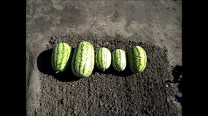 Арбузы в открытом грунте в середине сентября