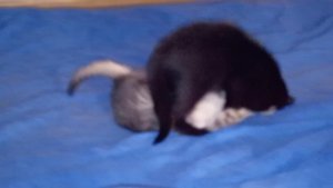 Сестра Василиса мутузит брата Нафаню.2.5 месяца.🐱😼