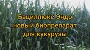 Нодикс Эндо - новый биопрепарат для кукурузы и не только