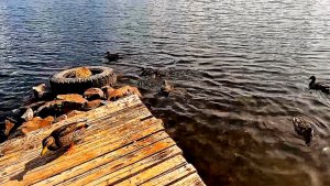 Доброе утро