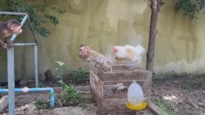 Обезьянка малышка получила от курицы наседки Брала еду цыплячью СМЕШНАЯ КОМЕДИЯ