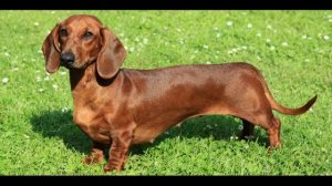 Марина Урусова. Собачье