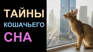🐾 СТРАННЫЕ места для сна вашей кошки — что они ДЕЙСТВИТЕЛЬНО означают