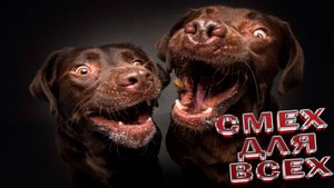 ПРИКОЛЫ С ЖИВОТНЫМИ ДО СЛЕЗ Смешные СОБАКИ Приколы Милые и смешные собаки и песики