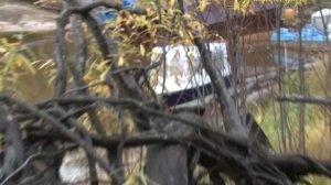 День работников леса!!! "МИМОХОДОМ", 16  сентября 2013 год. Автор проекта О. Дзиов