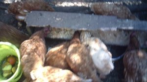 Кормление курочек