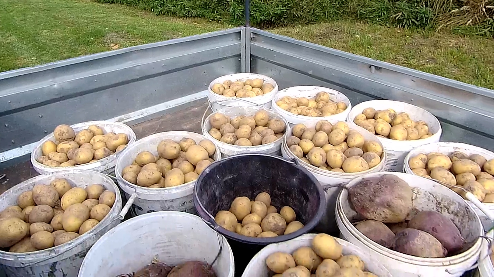 Рекордный урожай картошки. смотреть онлайн