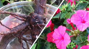 Цветок Мирабилис зимнее хранение корней для пышного цветения на следующий сезон