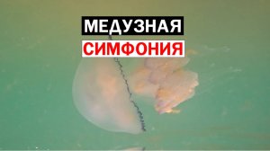 Медузная симфония / Благовещенская / Чёрное море / 2025 #чёрноеморе #благовещенская #море