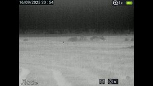 В мире животных.