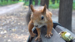 Белки пришли за орехами. Зарисовка