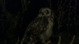 Сова рядом с нашей пасекой