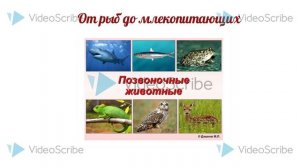 Животный мир