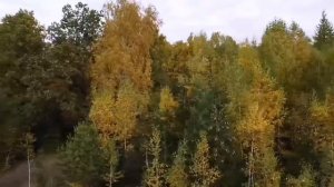 Осений лес с высоты птичьего полёта. #илишевскийрайон #старкуктово