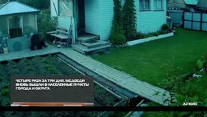 Медведи вновь выходят к людям  15-09-2025