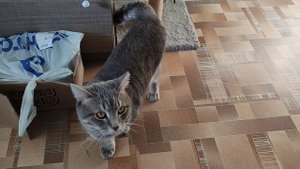 16-09-2025 деревенский кот проснулся и думает