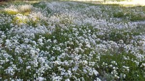 ВЕСНА!  ВЕРБНОЕ ВОСКРЕСЕНЬЕ. ВСЕХ С ПРАЗДНИКОМ ПОЗДРАВЛЯЕТ PROVENCE-ALLOCHKA!