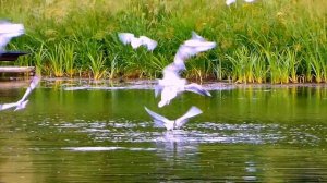 Чайки на озере. Красивое видео.