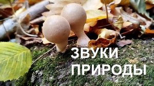 Прогулка по осеннему апшеронскому лесу (Звуки природы)
