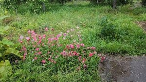 Варенье на даче продолжение.