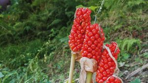 В лесах Сочи созрели ядовитые ягоды