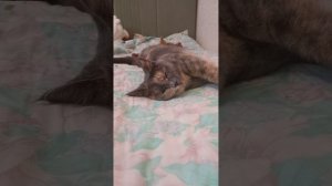 Sonadow. Название книги: Страх любого беременного(3 глава). автор: Паренкова Мария
(котята фон)