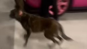 Когда полицейские собаки забыли,что они на службе.