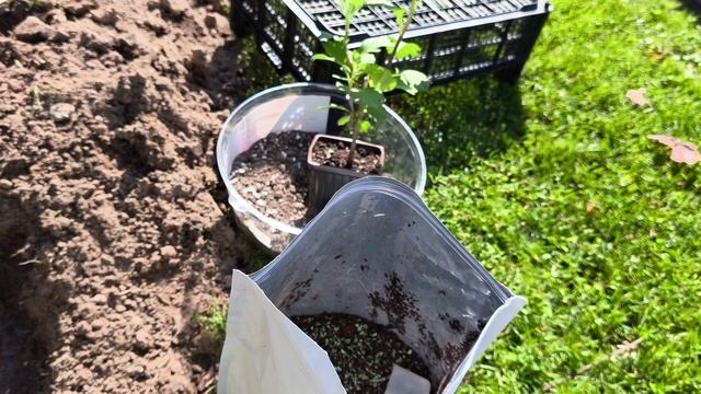 Мой секретный способ посадки хризантемы
