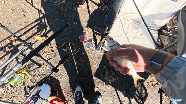 Все такие каждая рыба приносит каждый раз разные и новые эмоции 🥹 #fish #рыбалка #fishinglife #fyp