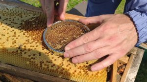 матка в домике