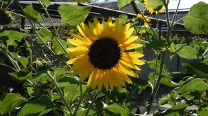 15=09=2025  ник   (13)