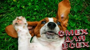 Милые и смешные собаки и песики - подборка видео ЮМОР СОБЧКИ песики СМЕХ