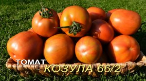 Томат КОЗУЛА 66/2 (Kozula 66/2). Обзор сортов ТОМАТОВ!