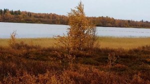 За грибами в осеннем лесу
