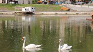 Лебеди на озере MVI_3371