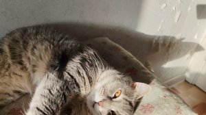 кот греется на солнышке, жизнь в деревне