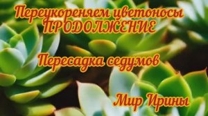 Переукоренение цветоносов ● Продолжение● Пересадка седумов●●●