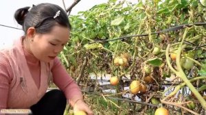 Harvesting the orchard full of sour apples and picking tomatoes to sell at the market. Trieu Mai Huo