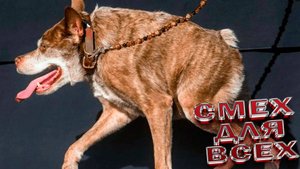 Приколы Милые и смешные собаки и песики ПРИКОЛЫ С ЖИВОТНЫМИ ДО СЛЕЗ Смешные СОБАКИ