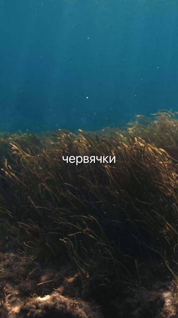 Выращивай рыбу в пруду без вложений. Природный метод, который веками работает. смотреть онлайн